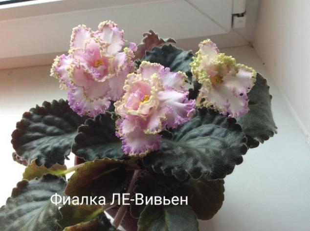 Фиалка ЛЕ-Вивьен Ли 2