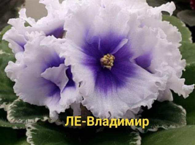 Фиалка ЛЕ-Владимир 4