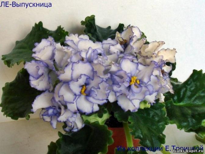 Фиалка ЛЕ-Выпускница 3