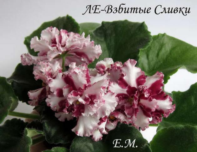 Фиалка ЛЕ-Взбитые сливки 4