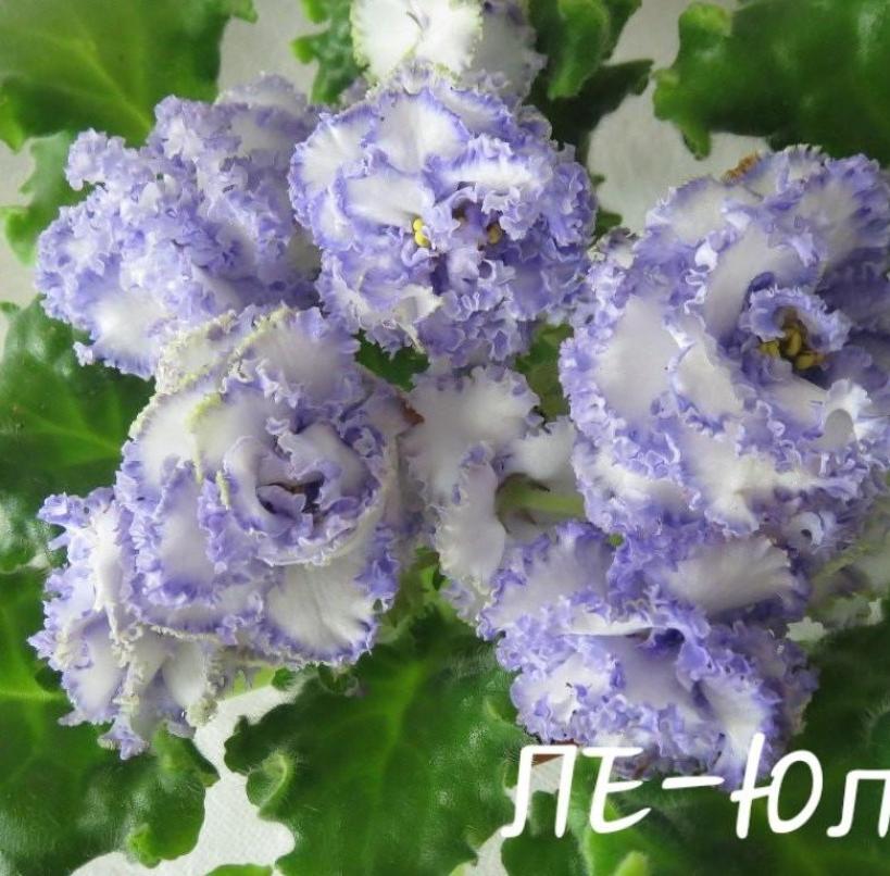 Фиалка ЛЕ-Юлия 4
