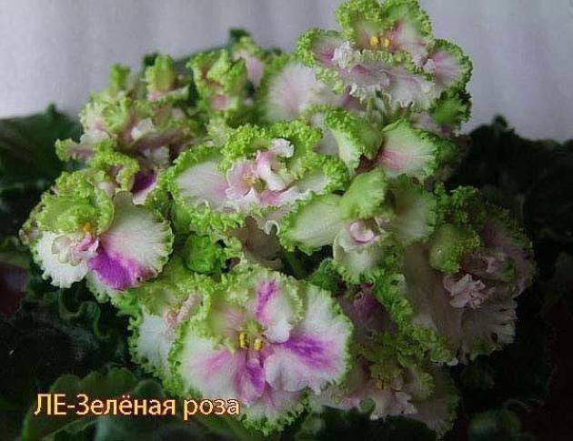 Фиалка ЛЕ-Зелёная Роза 2