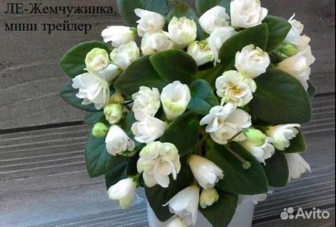 Фиалка ЛЕ-Жемчужинка