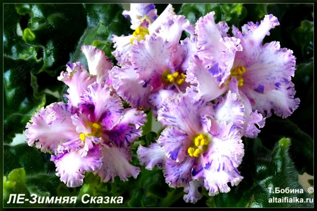 Фиалка ЛЕ-Зимняя Сказка 5
