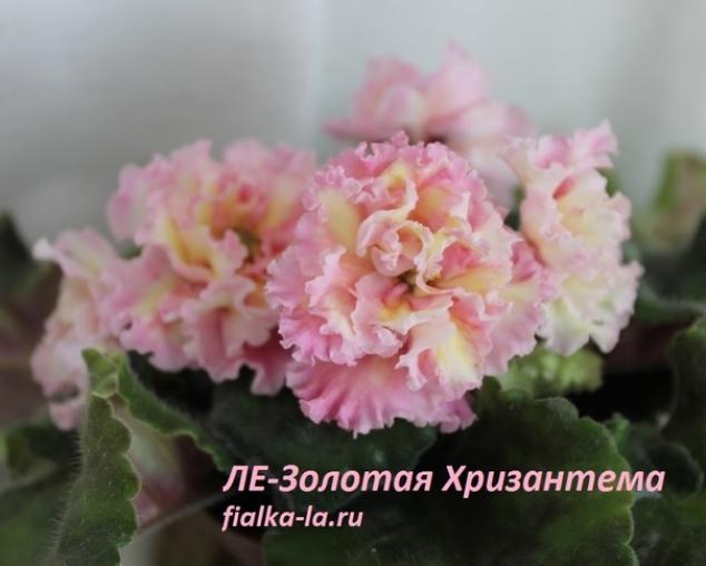 Фиалка ЛЕ-Золотая хризантема 2