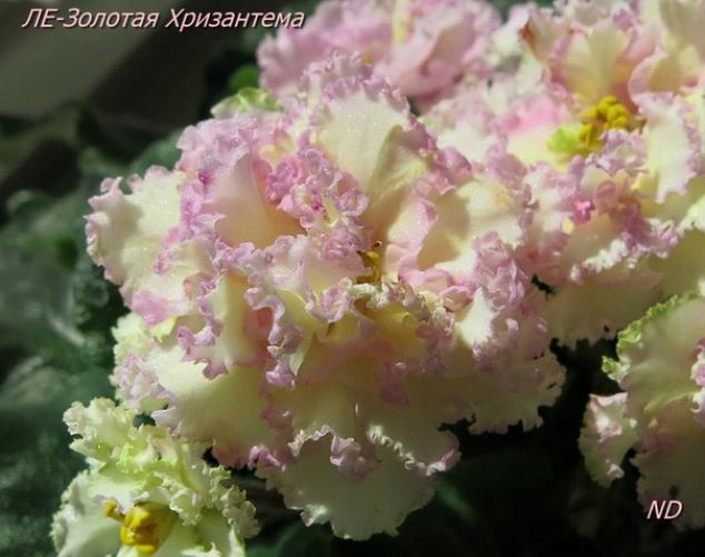 Фиалка ЛЕ-Золотая хризантема 4