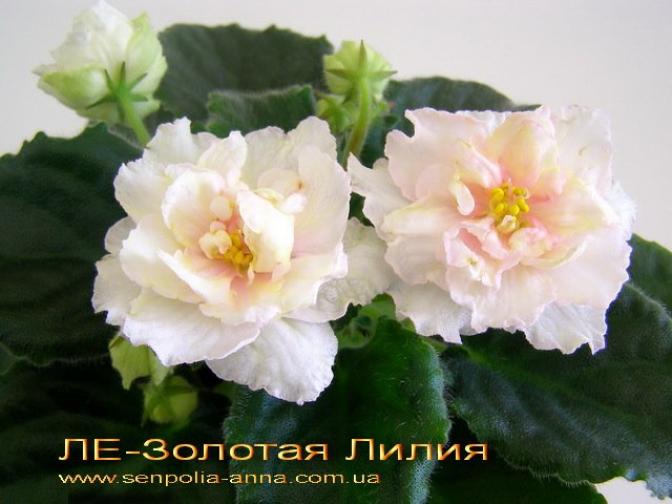 Фиалка ЛЕ-Золотая лилия 5