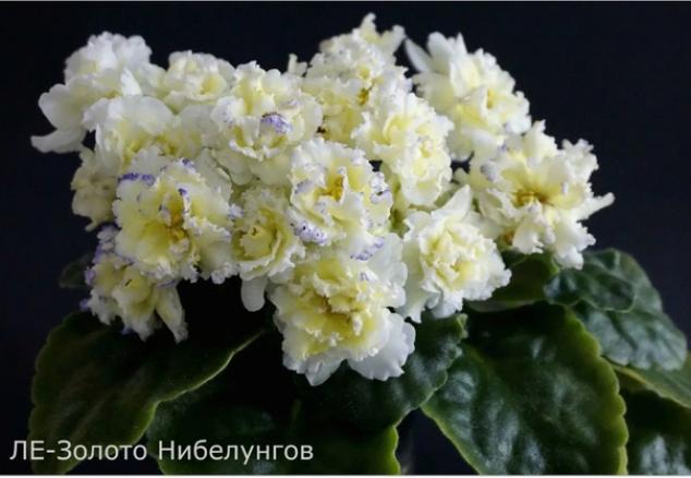 Фиалка ЛЕ-Золото Нибелунгов 3