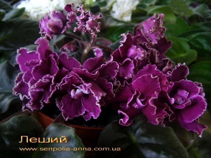 Фиалка Леший (Макуни) 4
