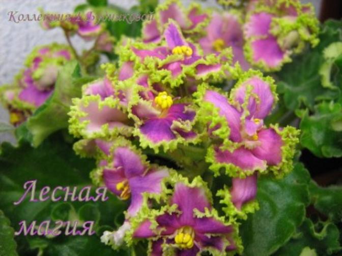Фиалка Лесная Магия 3