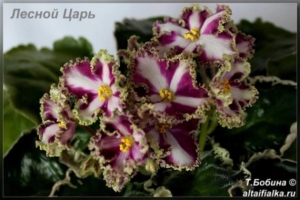 Фиалка Лесной Царь