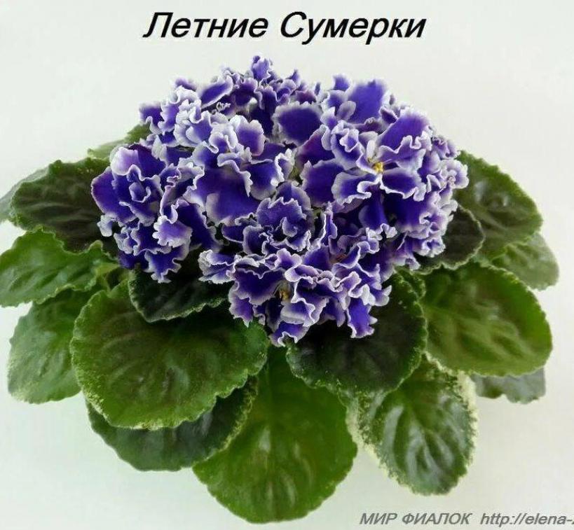 Фиалка Летние сумерки 5