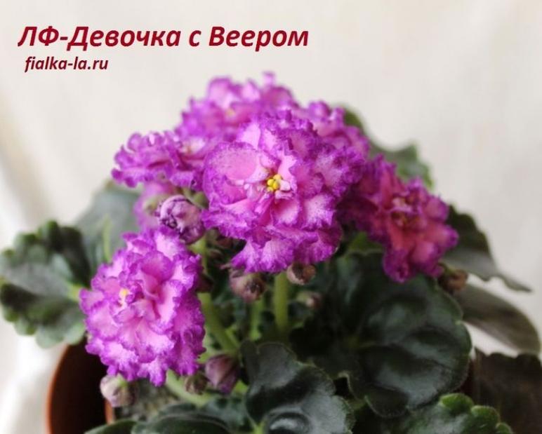Фиалка ЛФ-Девочка с веером 3