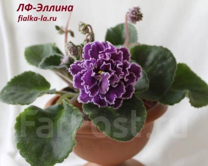 Фиалка ЛФ-Эллина 2