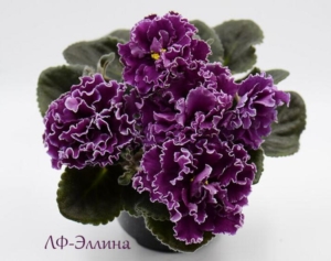 Фиалка ЛФ-Эллина