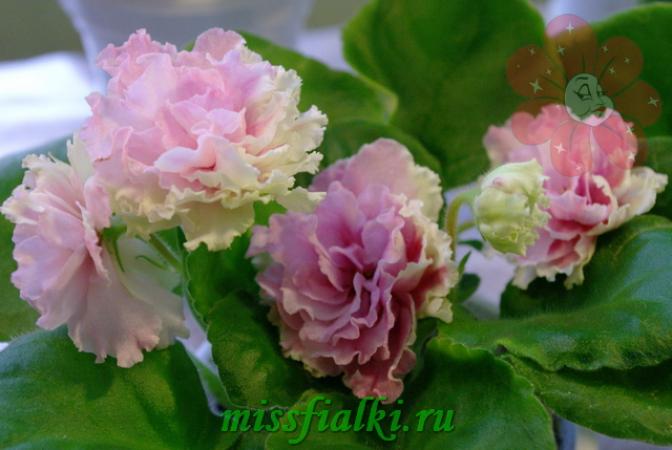 Фиалка ЛФ-Кремовый десерт 4