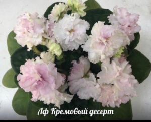 Фиалка ЛФ-Кремовый десерт
