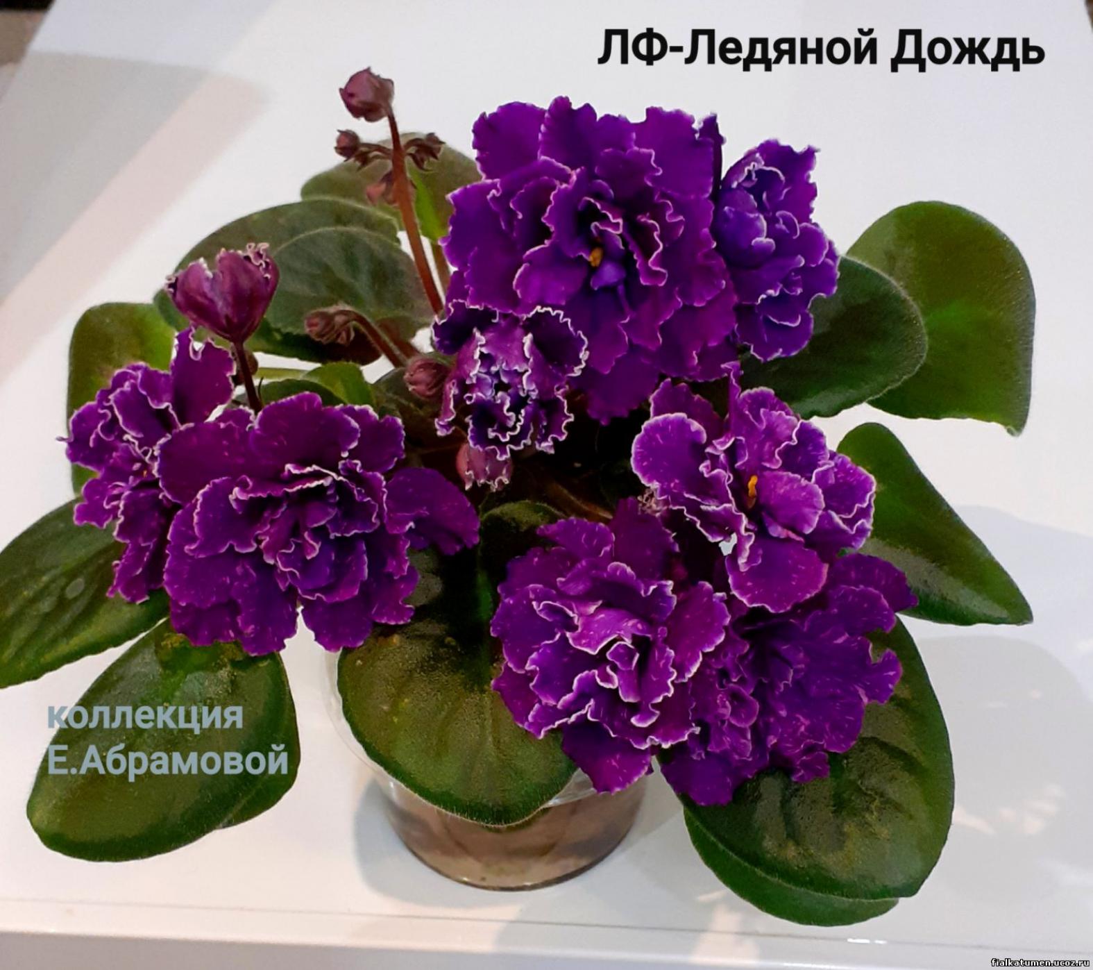 Фиалка ЛФ-Ледяной дождь 4