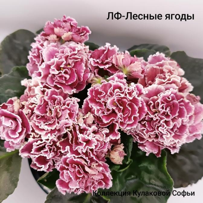 Фиалка ЛФ-Лесные ягоды 5