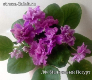 Фиалка ЛФ-Малиновый Йогурт