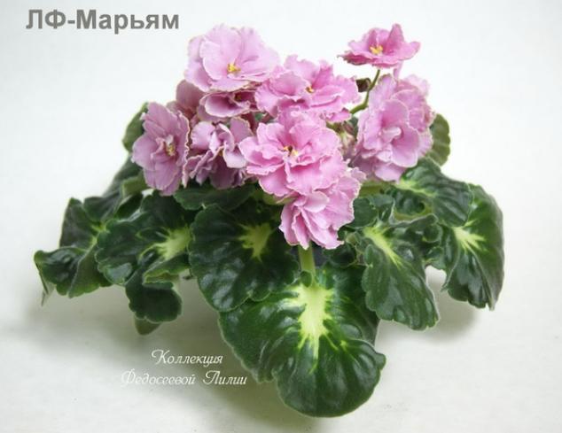 Фиалка ЛФ-Марьям 3