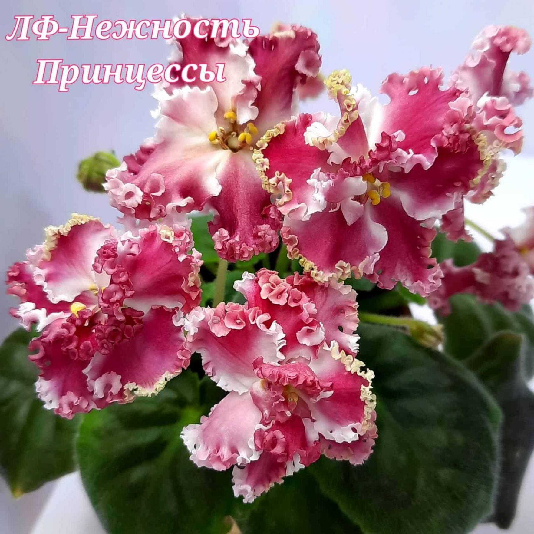 Фиалка ЛФ-Нежность Принцессы 5