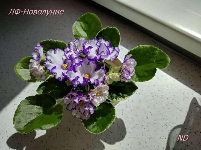 Фиалка ЛФ-Новолуние 2