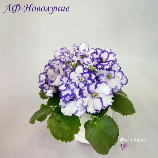 Фиалка ЛФ-Новолуние 6