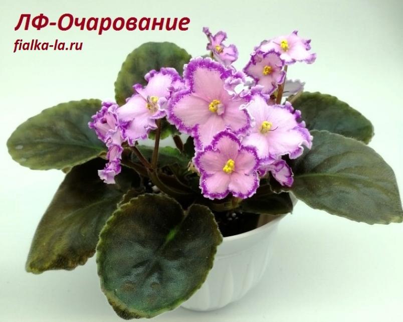 Фиалка ЛФ-Очарование 3