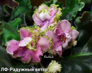 Фиалка ЛФ-Радужный Ветер