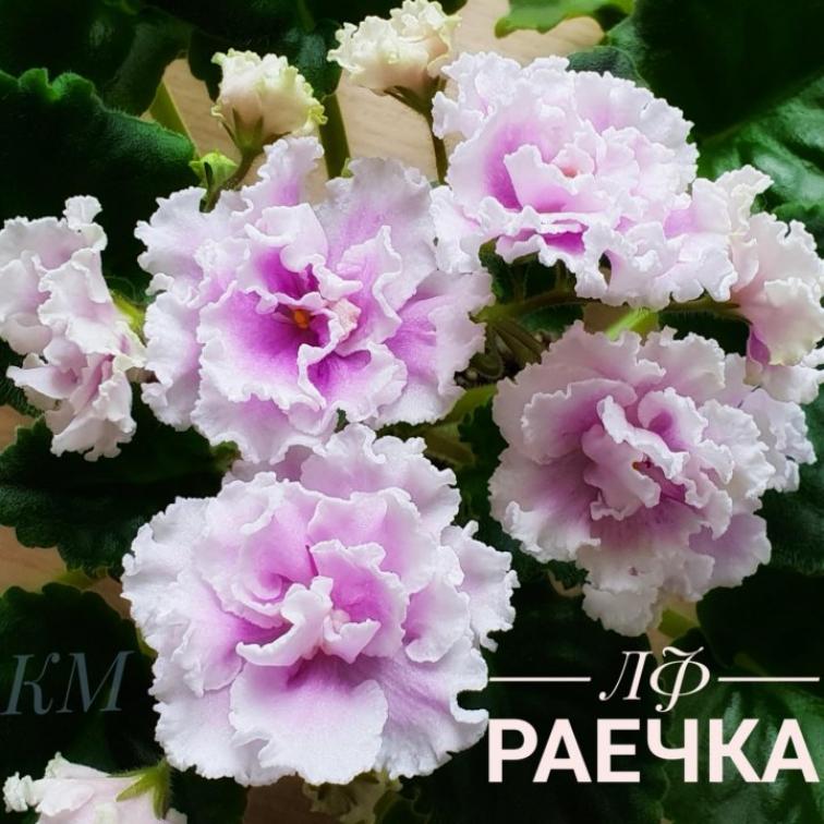 Фиалка ЛФ-Раечка 4