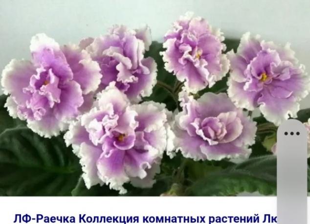 Фиалка ЛФ-Раечка 5