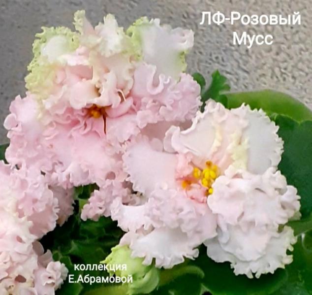Фиалка ЛФ-Розовый мусс 3
