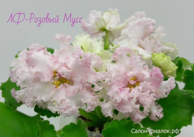 Фиалка ЛФ-Розовый мусс