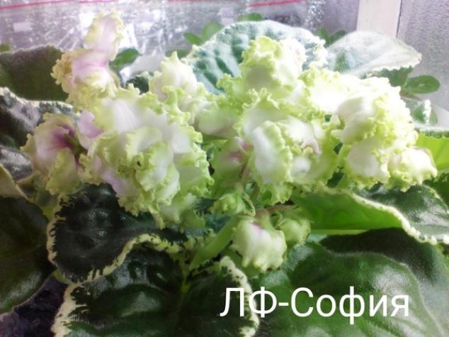 Фиалка ЛФ-София 3
