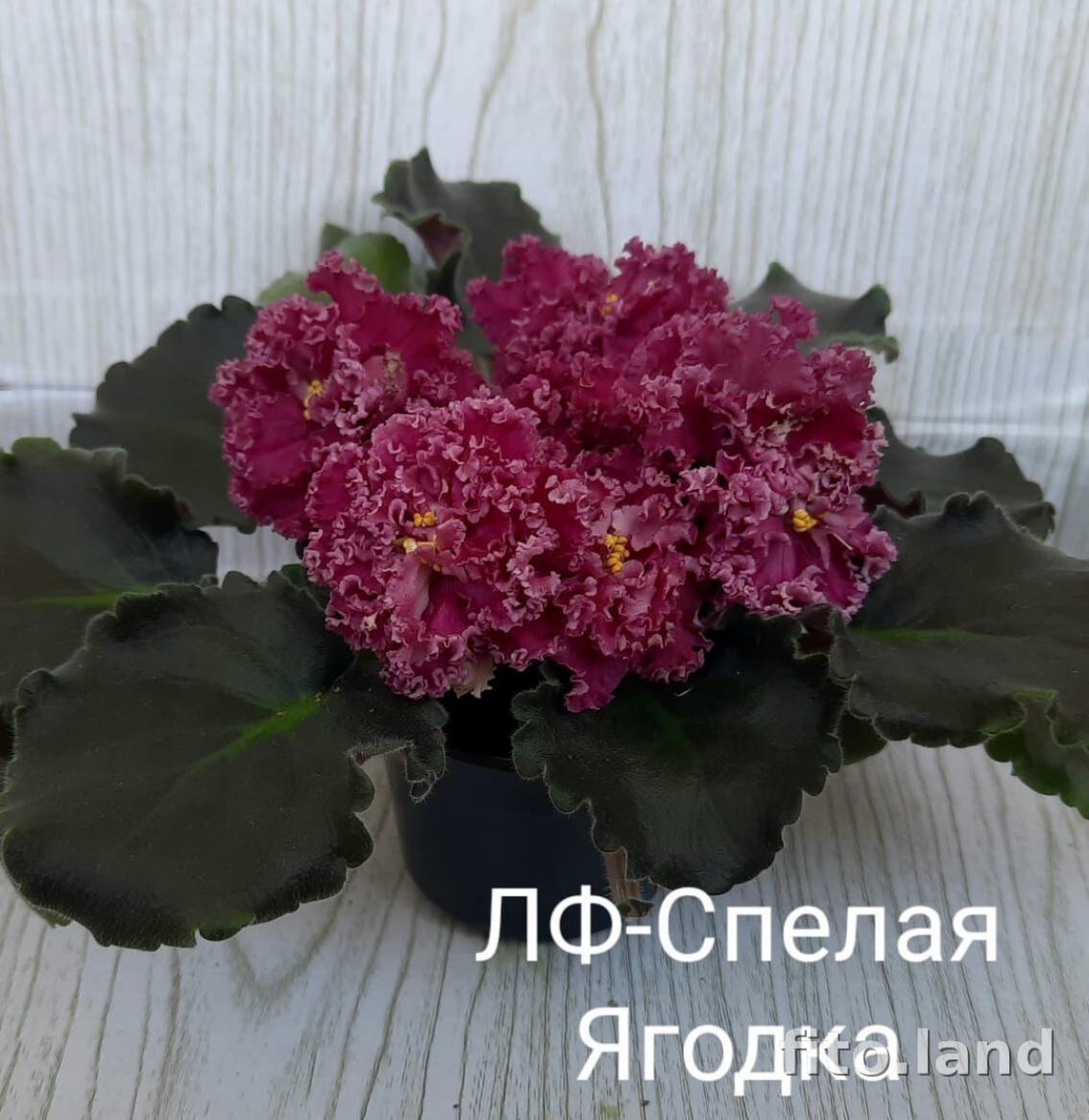 Фиалка ЛФ-Спелая Ягодка 3
