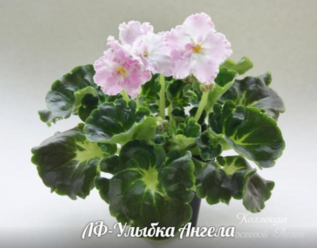 Фиалка ЛФ-Улыбка Ангела 2