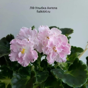 Фиалка ЛФ-Улыбка Ангела