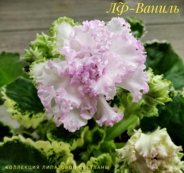 Фиалка ЛФ-Ваниль 4