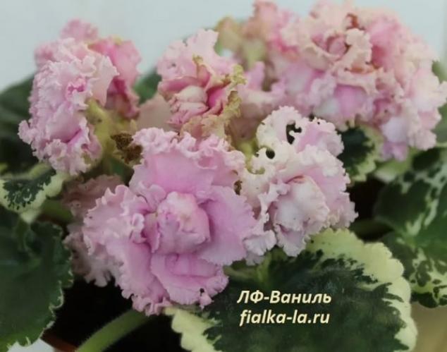Фиалка ЛФ-Ваниль 5