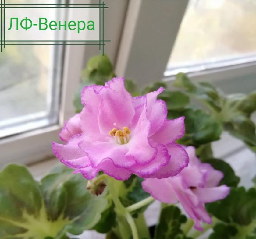 Фиалка ЛФ-Венера 2