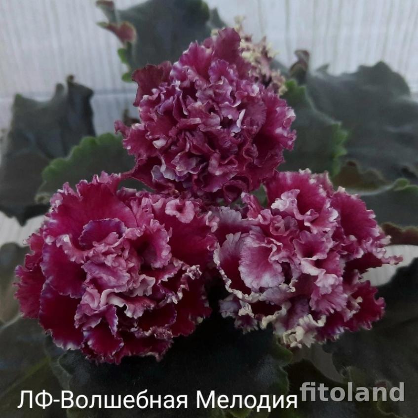 Фиалка ЛФ-Волшебная Мелодия 4