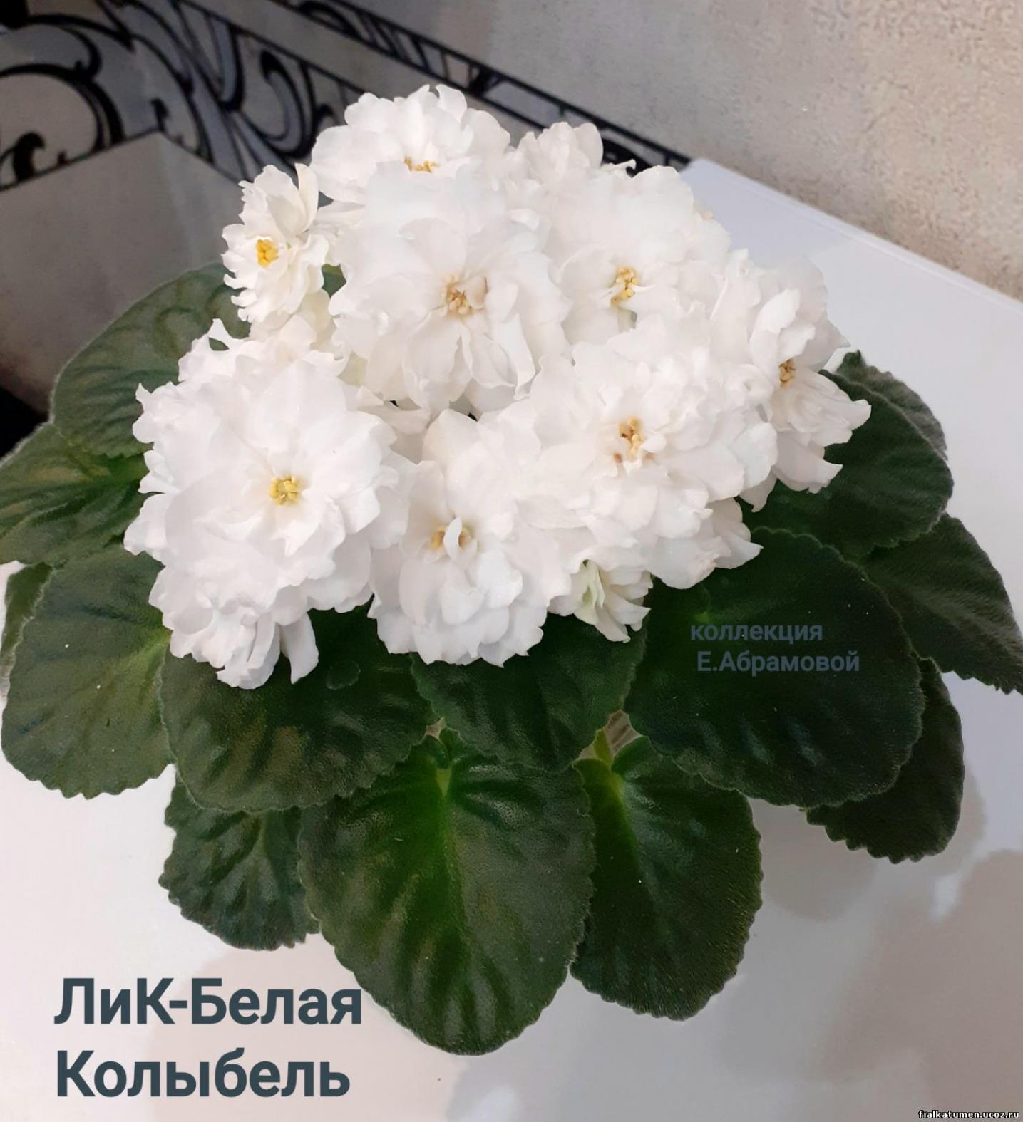 Фиалка ЛиК-Белая Колыбель 4