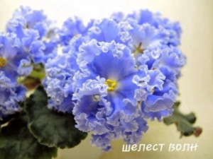Фиалка ЛиК-Шелест волн
