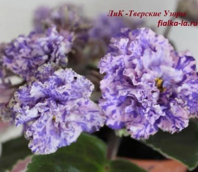 Фиалка ЛиК–Тверские Узоры 3