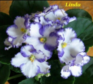 Фиалка Линда (Linda)