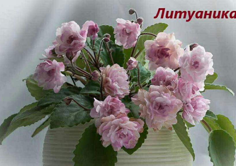 Фиалка Литуаника 3