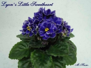 Фиалка Lyons Little Sweetheart