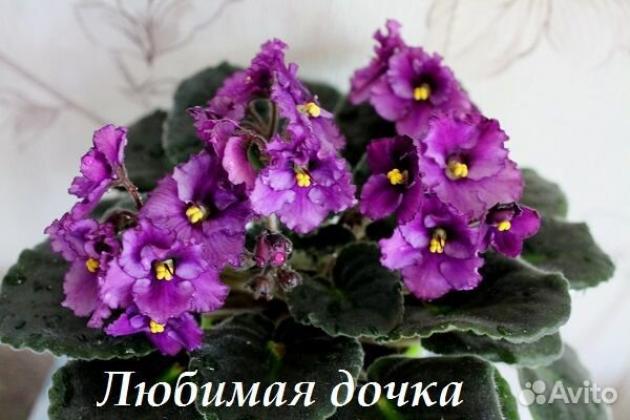 Фиалка Любимая дочка 2