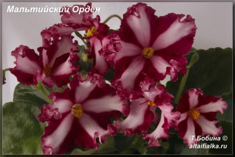 Фиалка Мальтийский Орден 3